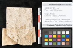 Foto (Objekt + Etikett) von Planera ungeri Ettingshausen (NHMW-GEO-2024-0188-8123)